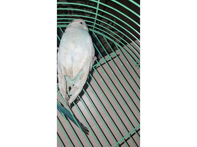 Молодые Волнистые Попугаи (Два Самца) — Опытному Владельцу! - Фото 3