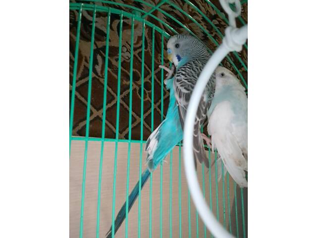 Молодые Волнистые Попугаи (Два Самца) — Опытному Владельцу! - Фото 4