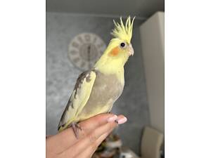 Молоді папуги корела