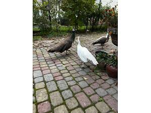 Молоді павичі білі