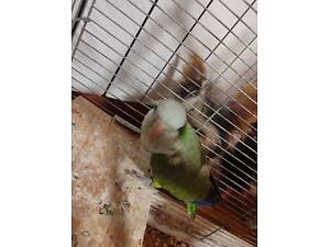 Молодой попугай