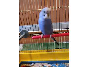 Молодой волнистый попугай, мальчик