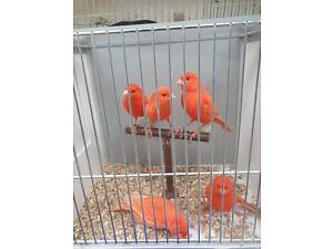 Молодые кенары и канарейки,птичка в ваш дом