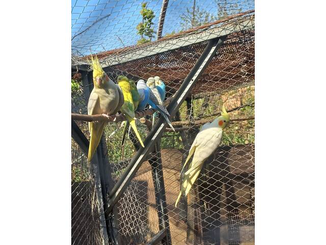 Молодые кореллы - Фото 3