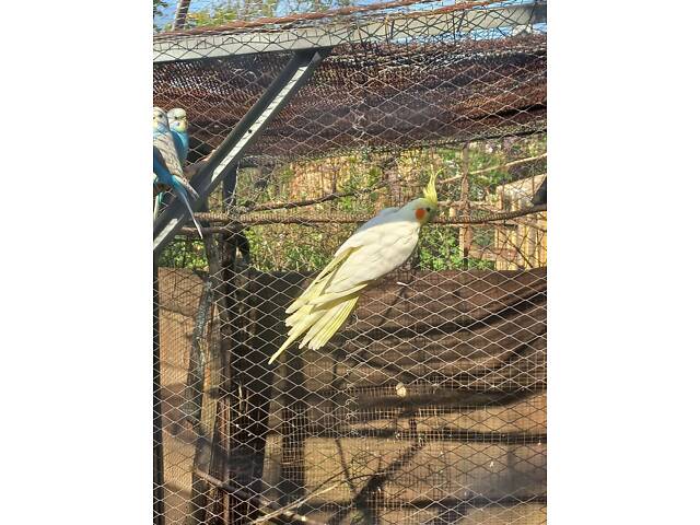 Молодые кореллы - Фото 2