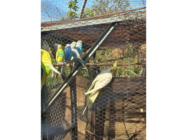 Молодые кореллы - Фото 4