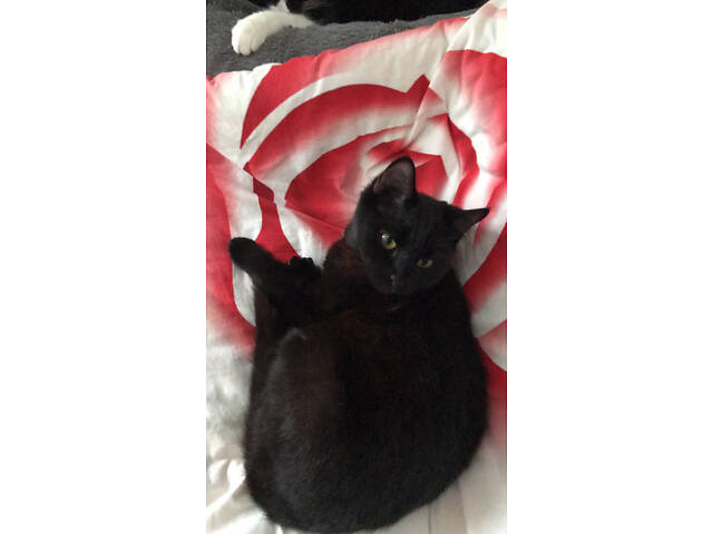 Пухнастики в добрі руки - Фото 4