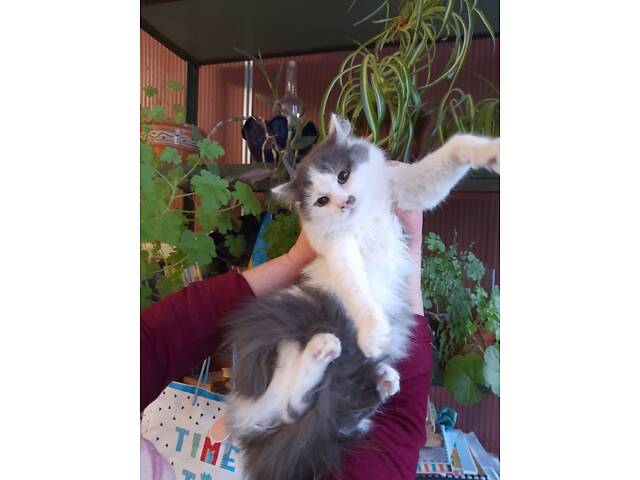 Пухнастики в добрі руки - Фото 6