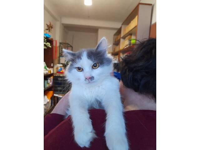 Пухнастики в добрі руки - Фото 5