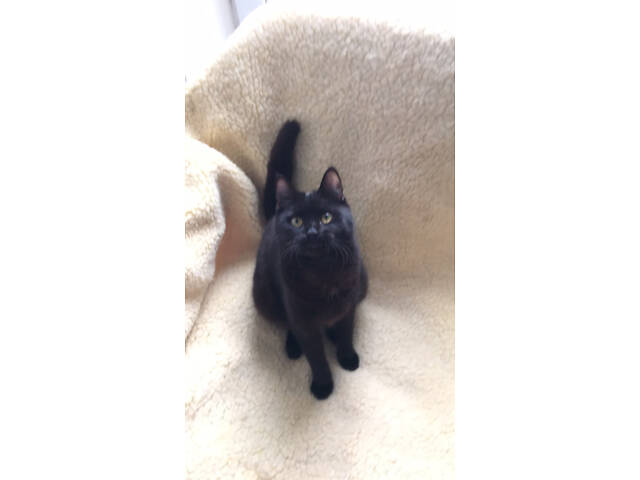 Пухнастики в добрі руки - Фото 3