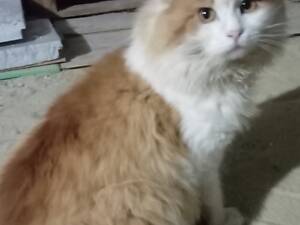 Пухнастики в добрі руки