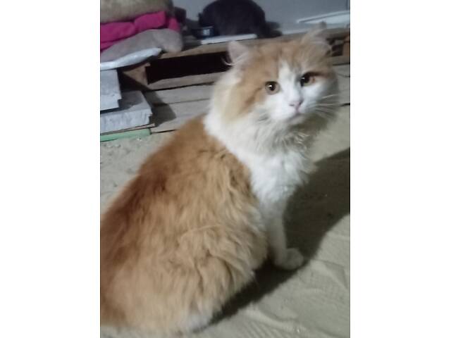 Пухнастики в добрі руки - Фото 1