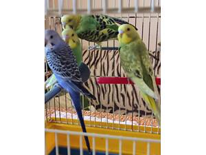 Молодые волнистые попугаи