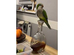 Монах,Кватер,Калита