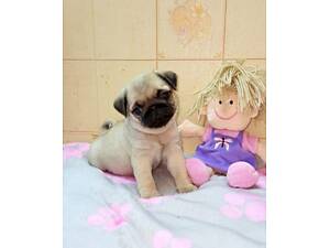 мопсята з документами