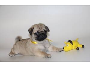 Мопсятки з документами