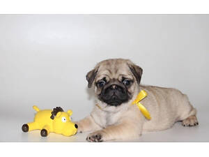 Мопсики маленькі цуцики з паспортом