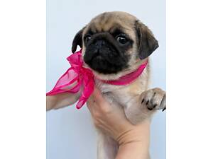 Мопсята цуценята