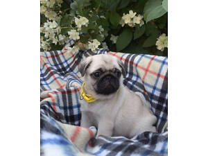 Мопсики з документами