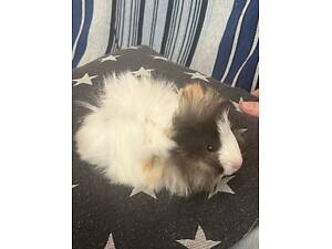 Морська свинка дівчинка 3 місяці