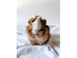 Морська свинка лагідна, ручна та дуже цікава, різні породи та окраси