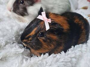 Морська свинка ручна і ласкава, морські свинки різних порід