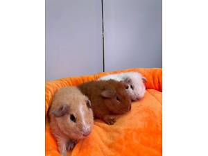 морська свинка тедді, розеточна, скінні та інші породи