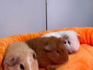 морська свинка тедді, розеточна, скінні та інші породи