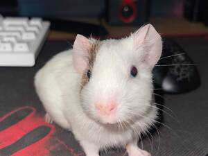 Морська свинка дівчинка