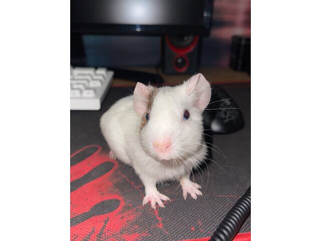 Морська свинка дівчинка - Фото 1