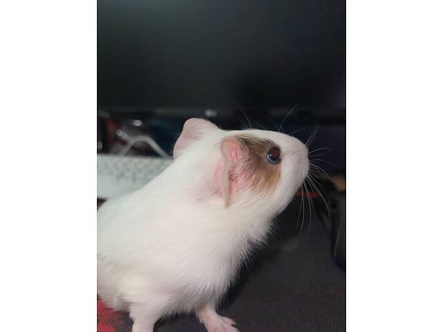 Морська свинка дівчинка - Фото 2