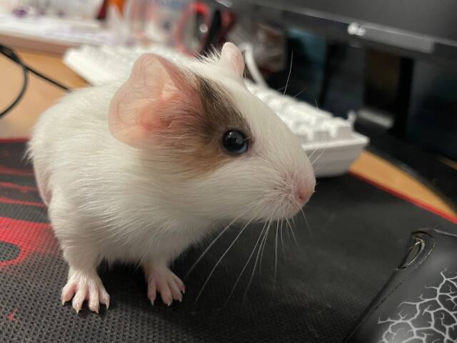 Морська свинка дівчинка - Фото 3