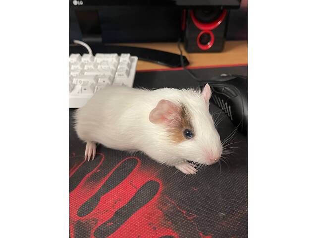 Морська свинка дівчинка - Фото 4