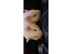 Морські свинки альбіноси