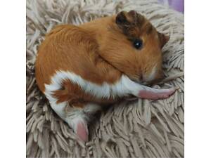 Морські свинки для дому різних порід та окрасів