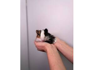 Морські свинки різних порід, ідеальні для дитини