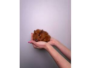 Морські свинки різних порід, кольорові малюки, домашні