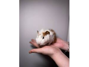 Морські свинки ручні різні породи та кольори