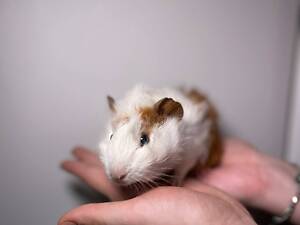 Морские свинки ручные разные породы и цвета.
