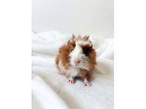 Морські свинки супер ручні та ласкаві малюки