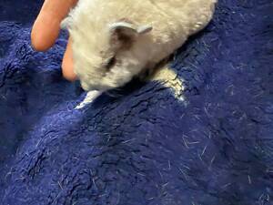 Морські свинки малюки (мурчаки)