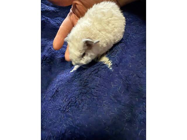 Морськи свинки малюкі (мурчаки) - Фото 1