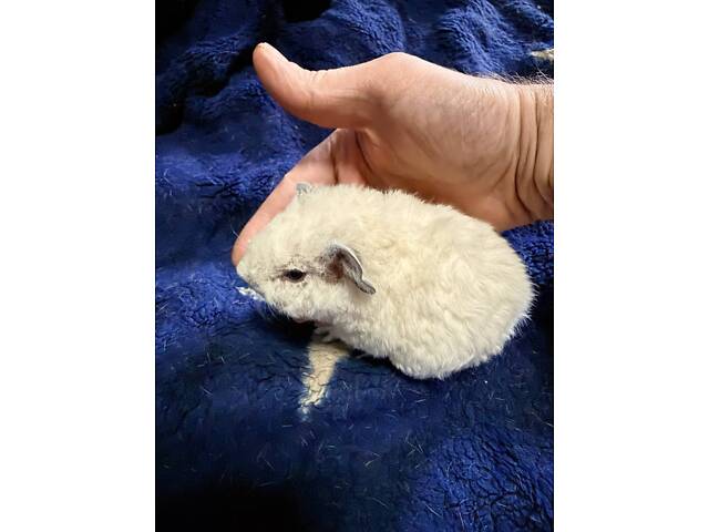 Морськи свинки малюкі (мурчаки) - Фото 2