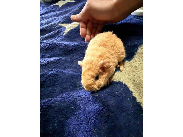 Морськи свинки малюкі (мурчаки) - Фото 3