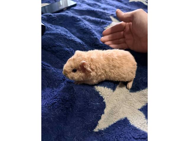 Морськи свинки малюкі (мурчаки) - Фото 4