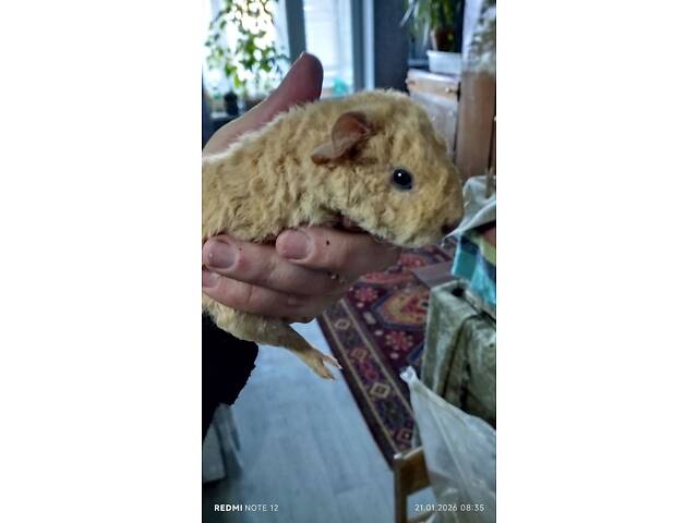 Морськи свинки малюкі (мурчаки) - Фото 6