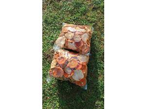 Сушений мухомор карпатський