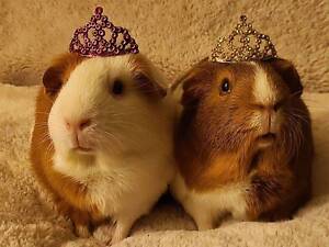 мурчак, морская свинка в подарок, для ребенка отличный вариант