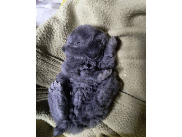 Микро мини кролик Рекс голубого окраса - Фото 1