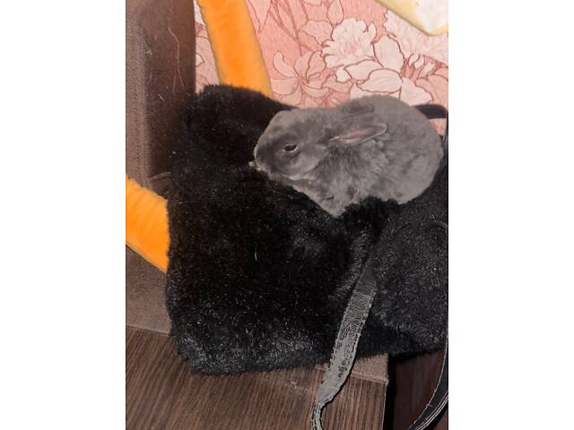 Микро мини кролик Рекс голубого окраса - Фото 3